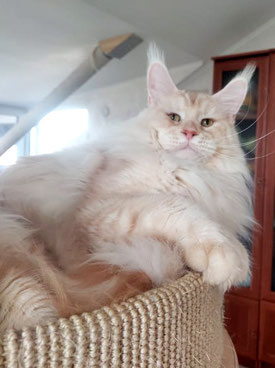 Cardonnay Oxymoron red silver shaded maine coon big size 
