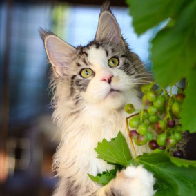 Lorenco Medici Oxymoron silver tabby maine coon
