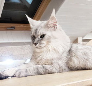 Black silver shaded maine coon Stinger Stars of Monaco
