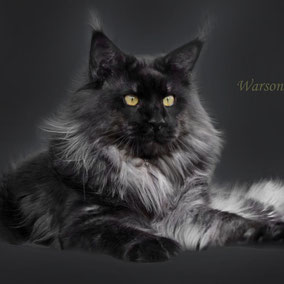 Kventin Largowinch world champion maine coon Oxymoron cattery black smoke