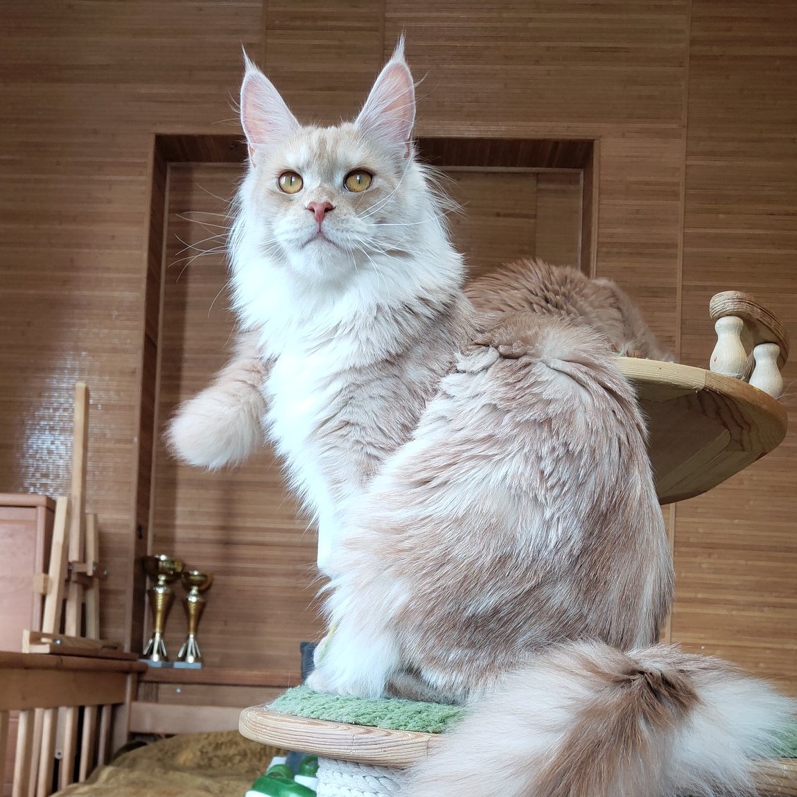 red silver maine coon