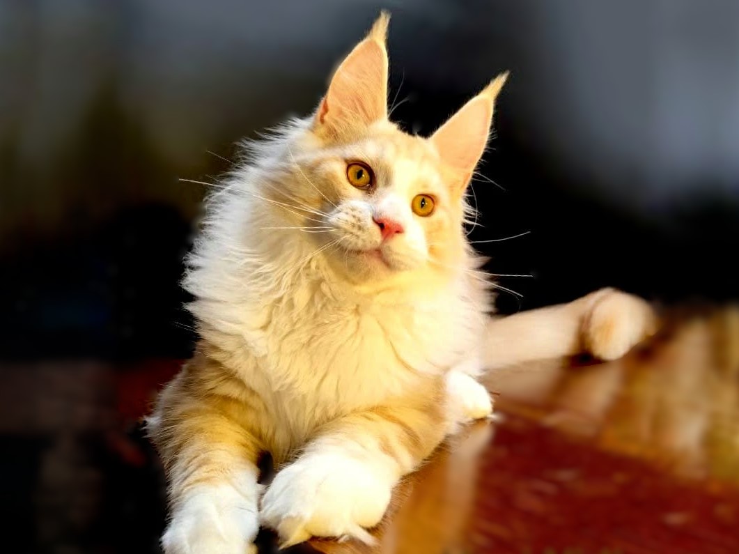 Veni Vidi Oxymoron red bicolor maine coon boy