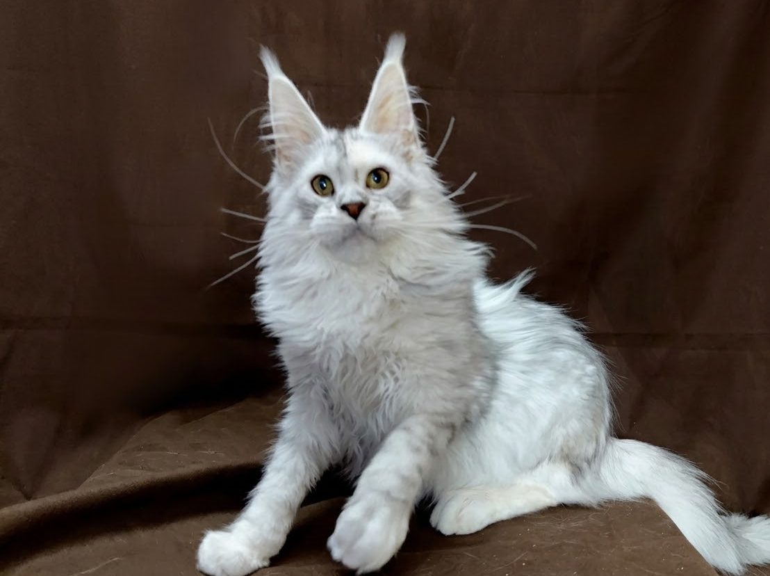 Pearl Oxymoron Black silver torbie maine coon kitten worldwide delivery