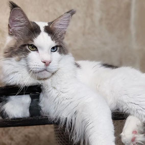 odd eyes recessive gene maine coon Riordan Oxymoron