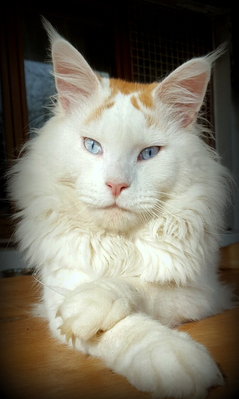 Red high white maine coon with bllue eyes Pink Panther Oxymoron