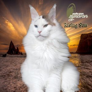 Blue eyes lines maine coon pureblood champion Risen Sun Oxymoron
