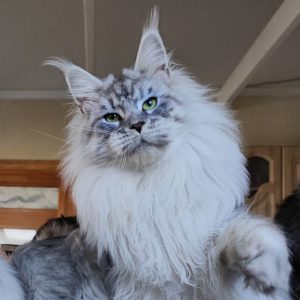 silver shaded maine coon boy Rococo Oxymoron