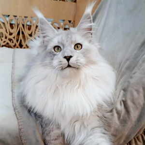 High silver maine coon Uranus Oxymoron