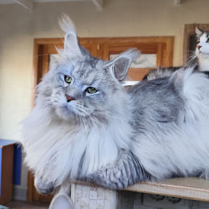 big silver maine coon Winter Wolf Oxymoron
