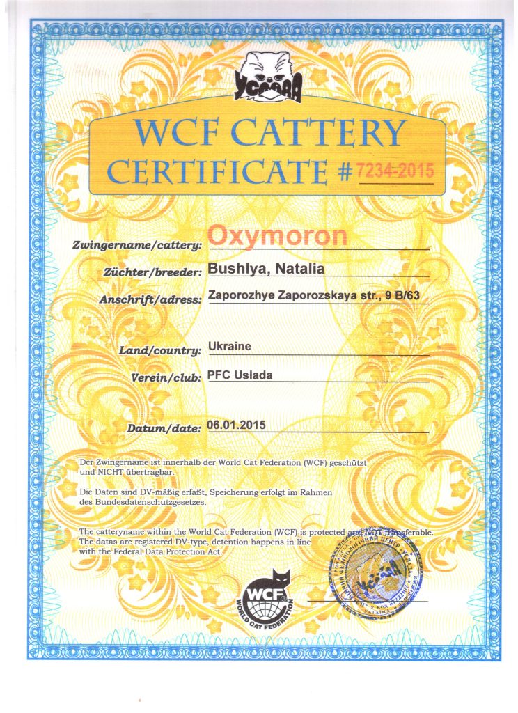Maine coon cattery certificate WCF