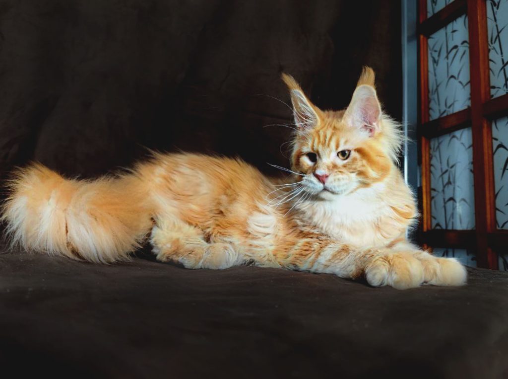 Aslan Oxymoron - Red classic tabby Maine Coon kitten available for sale