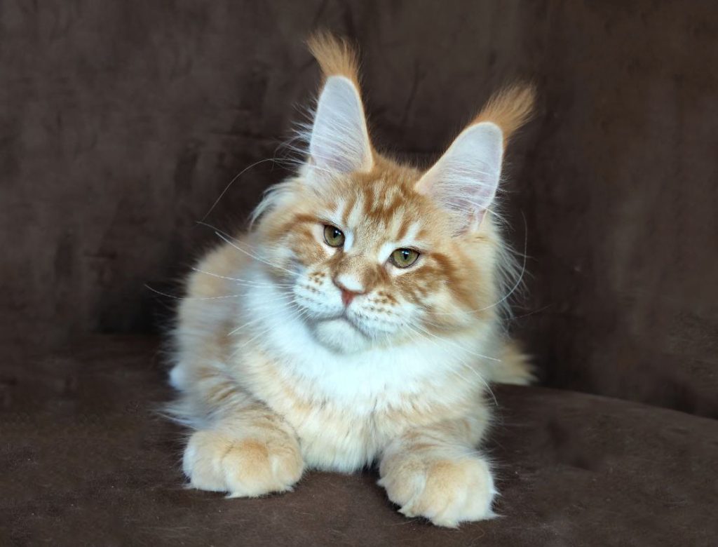 Apricot Lion Oxymoron - Red tigertabby Maine Coon kitten available for sale