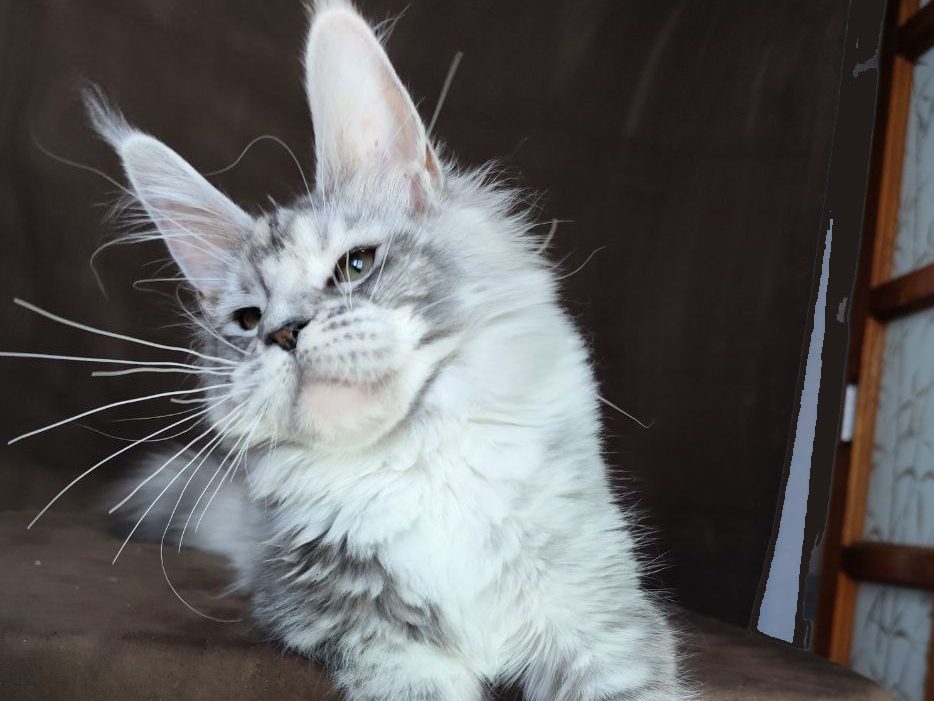 Azure Sky Oxymoron - black silver ticking torbie with white Maine Coon kitten available for sale