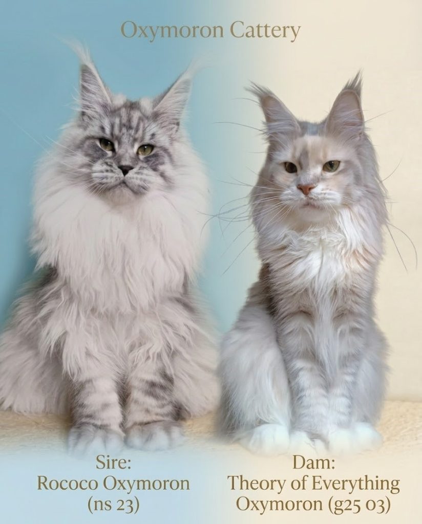 Sire Rococo Oxymoron (black silver tabby) and Dam Theory of Everything (blue tortie silver shaded) - Parents of Maine Coon kittens litter A from Oxymoron Cattery.