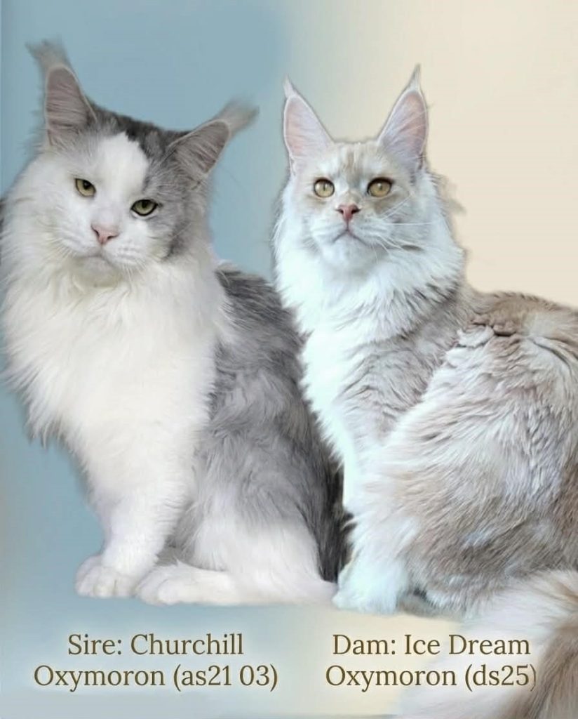 Oxymoron Maine coon cattery parents of litter V Churchill Oxymoron blue silver bicolor and Ice Dream Oxymoron red silver ticking tabby