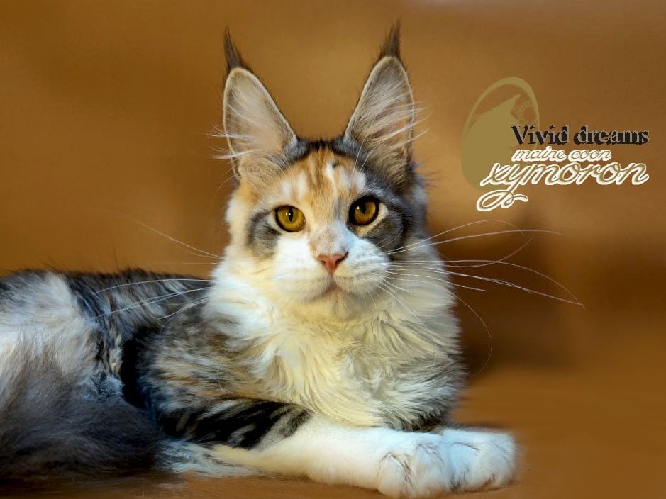 Vivid Dreams Oxymoron maine coon kitten black silver torbie